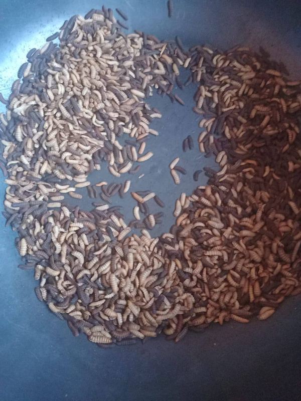 Larvae and pupae sorted in a bowl