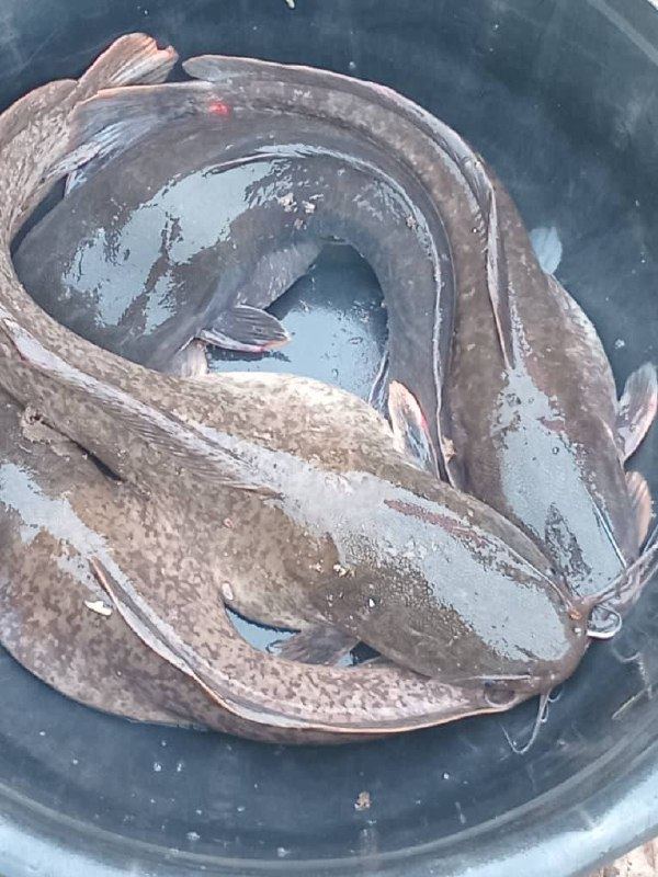 Harvested catfish in a tub