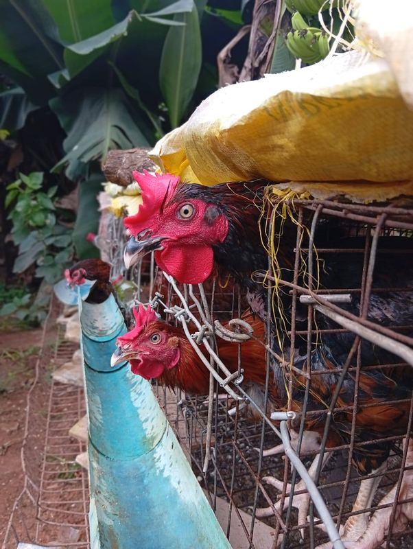 Hens in the poultry unit